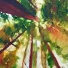 View Into The Treetops